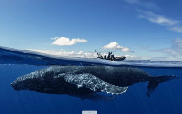 MARBRASIL Opera Instantâneo 2020 04 27 154719 lucianocandisani.com