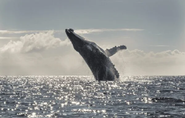 MARBRASIL Tonga01 lucianocandisani.com