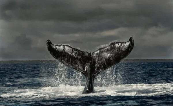 MARBRASIL Tonga02 lucianocandisani.com